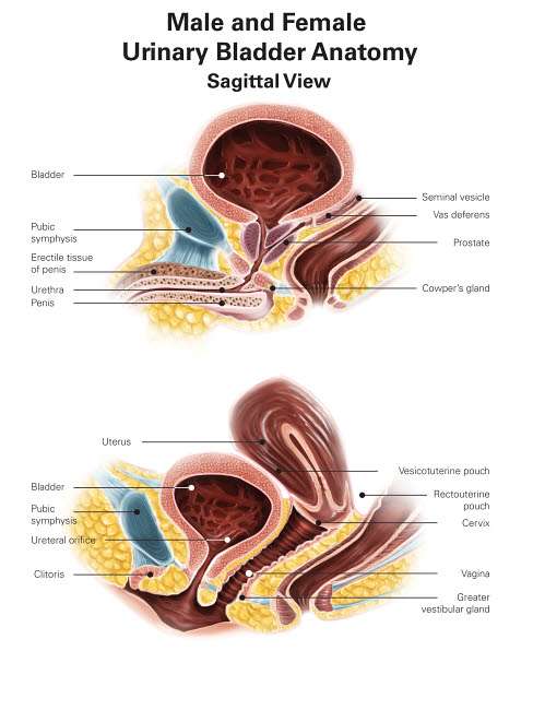 Anatomy of male and female urinary bladder with labels ...