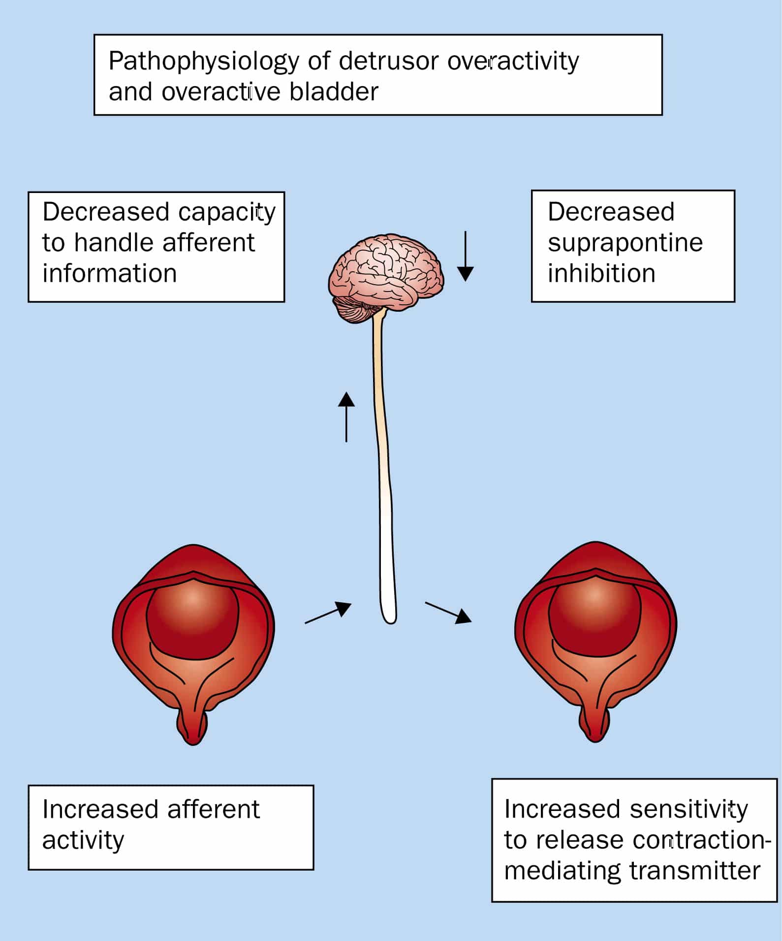 Antimuscarinics for treatment of overactive bladder