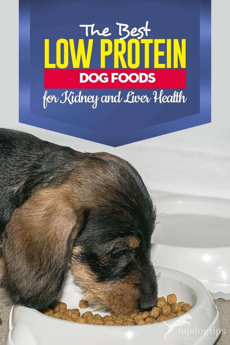 Best Dog Food To Avoid Kidney Stones