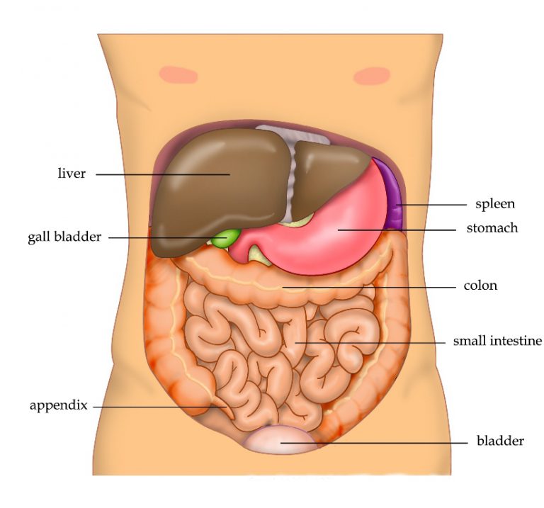Bladder location in the human body