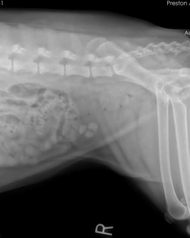 Does Your Dog Have Bladder Stones? An Interview With a Veterinarian ...