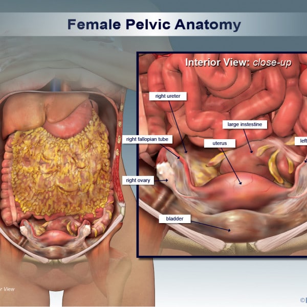 Female Pelvic Anatomy