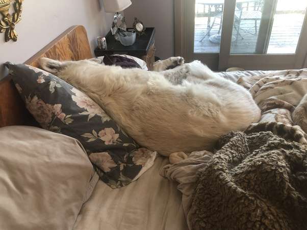 Why do dogs always seem to lie sideways in bed instead of ...